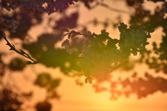 夕桜