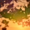 夕桜