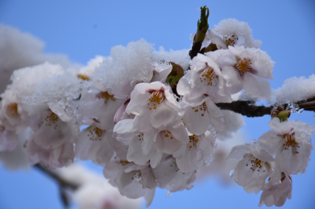 桜と雪