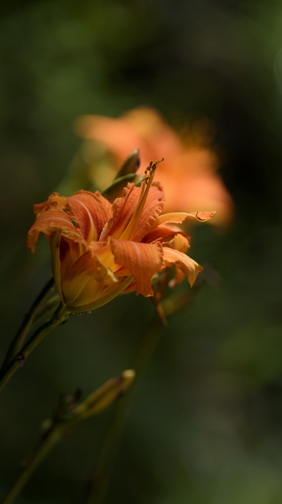 DSC_9302-サンニッパ単体で花撮り　ヤブカンゾウ