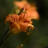 DSC_9302-サンニッパ単体で花撮り　ヤブカンゾウ