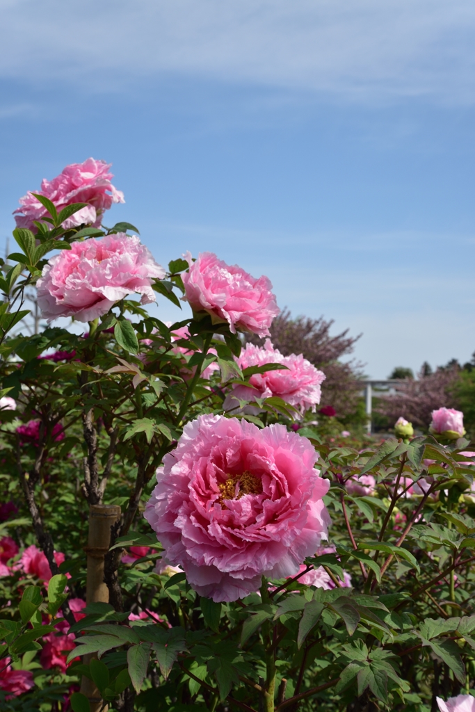 DSC_4557　大井戸公園