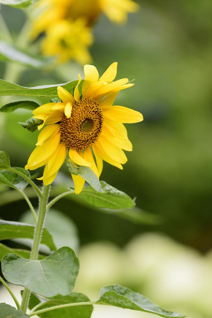 DSC_9254-サンニッパ単体で花撮り