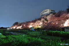 夜桜見学