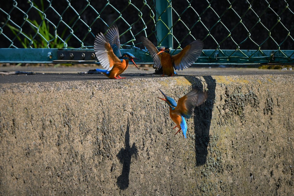 どうなっちゃうの？