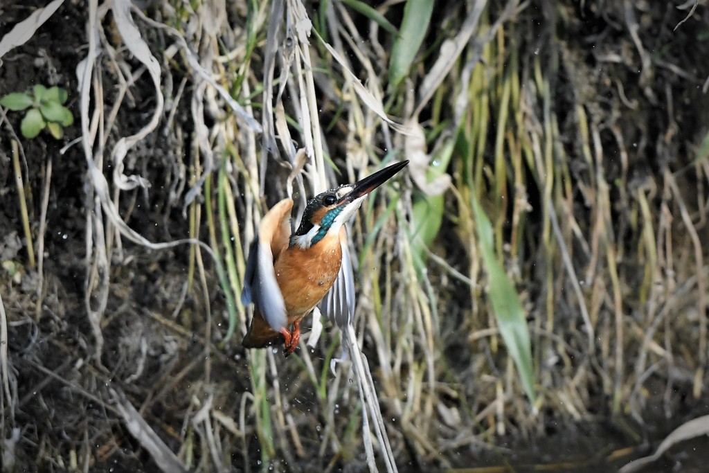 おめめギョロロ
