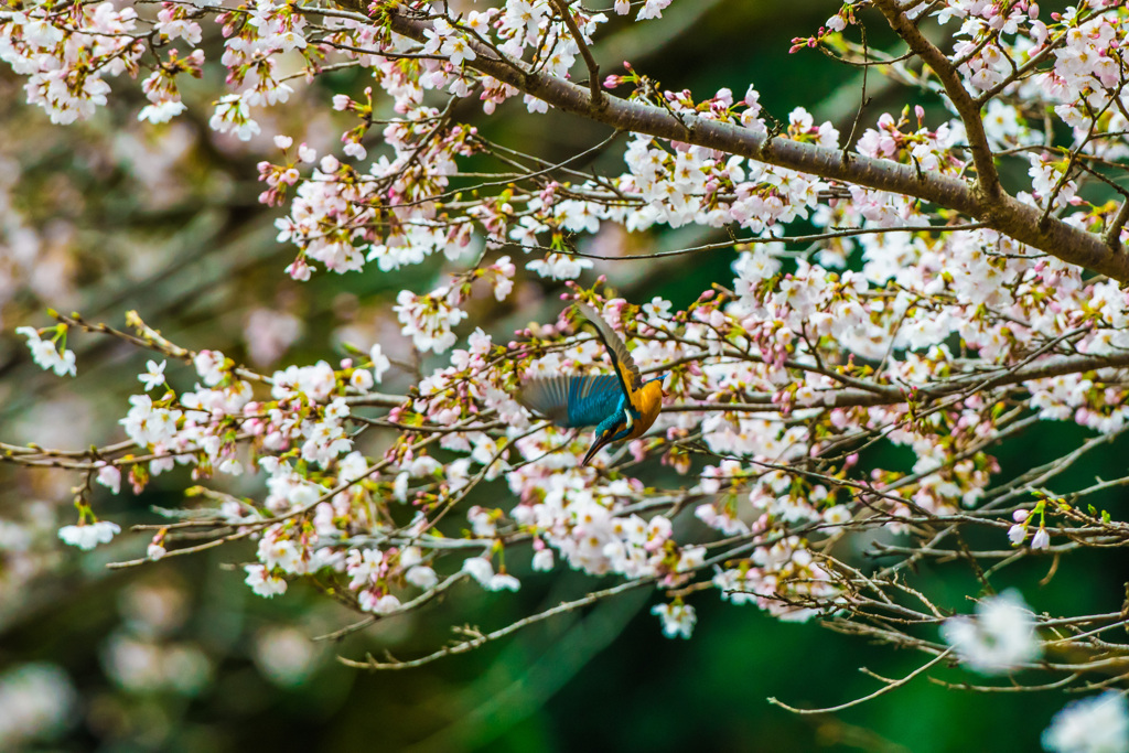 桜カワセミ