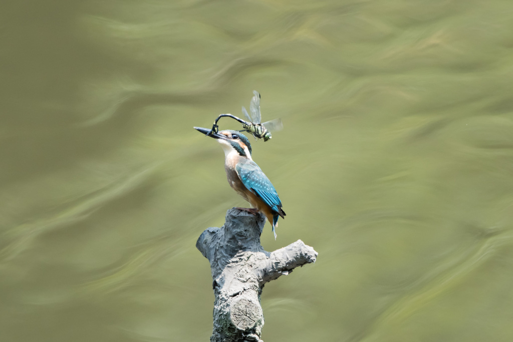 からかいとんぼ