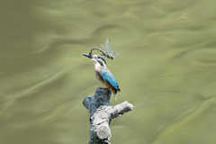 からかいとんぼ