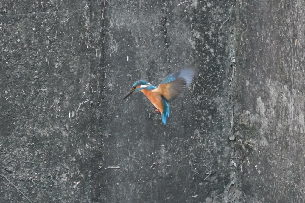 翡翠ホバリング