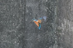 翡翠ホバリング