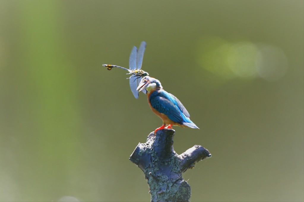 トンボさん、やめて～