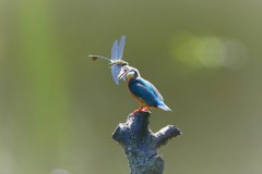 トンボさん、やめて～