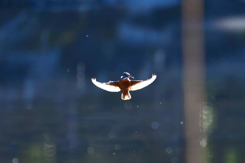 早朝逆光ホバリング