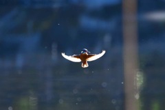 早朝逆光ホバリング