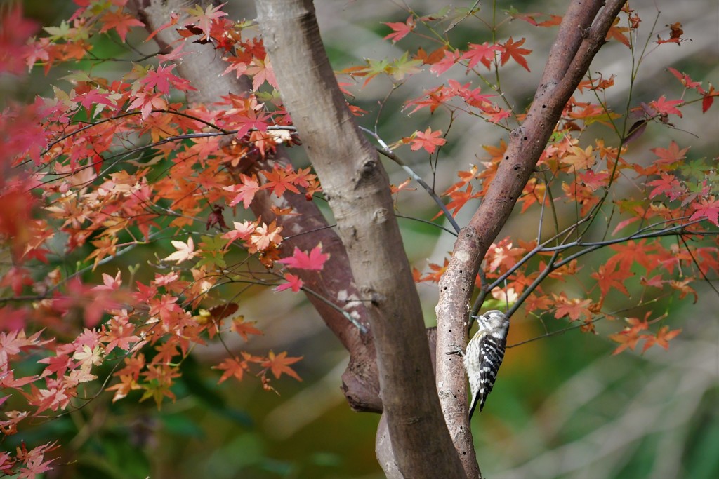 モミジ＋コゲラ＝モミコゲ？