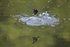 リフレクション