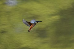 ショートホバ？