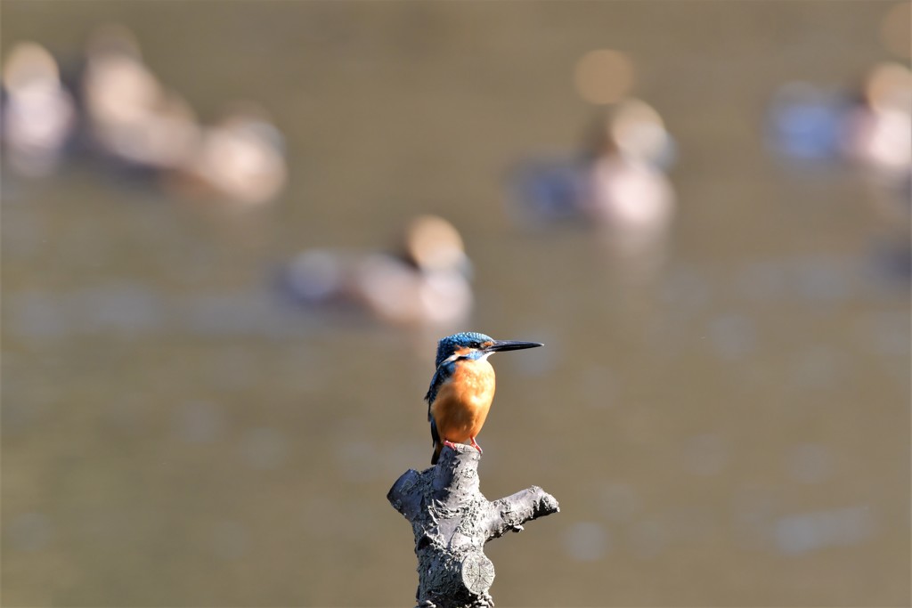 カモさんのタマボケ