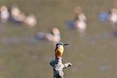 カモさんのタマボケ