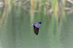 つばめさんのよだれ