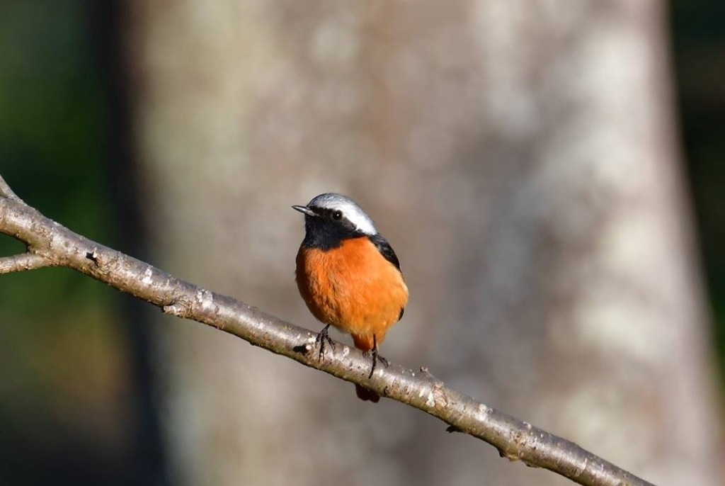 ジョウビタキさん