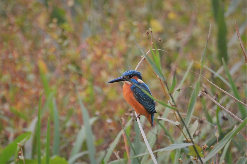 ホンワカかわチャン