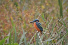 ホンワカかわチャン