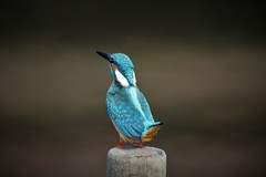 しっぽがかわいい