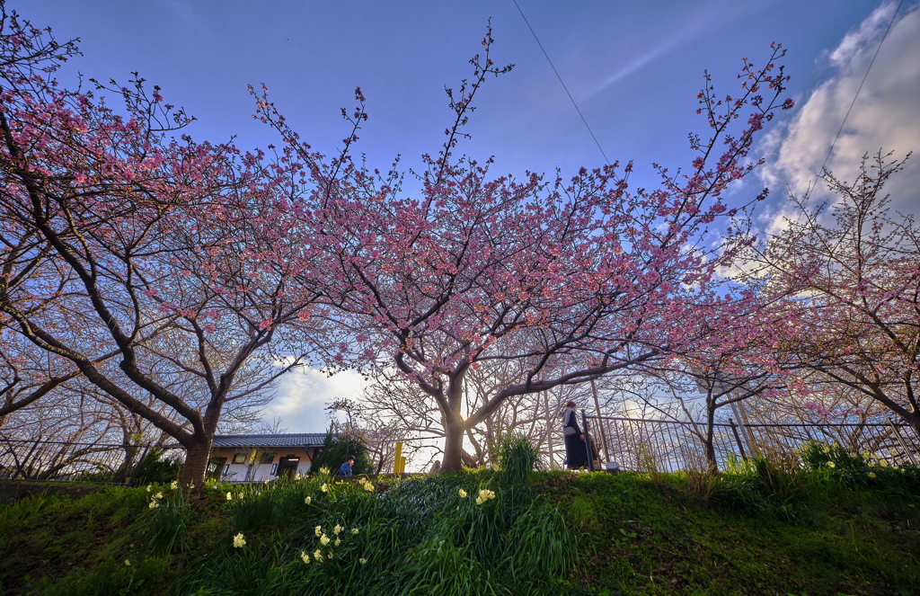 河津桜