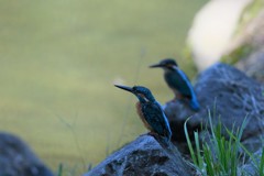 ２羽、縄張り争い？