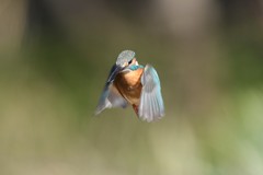 新年あけましてホバ１