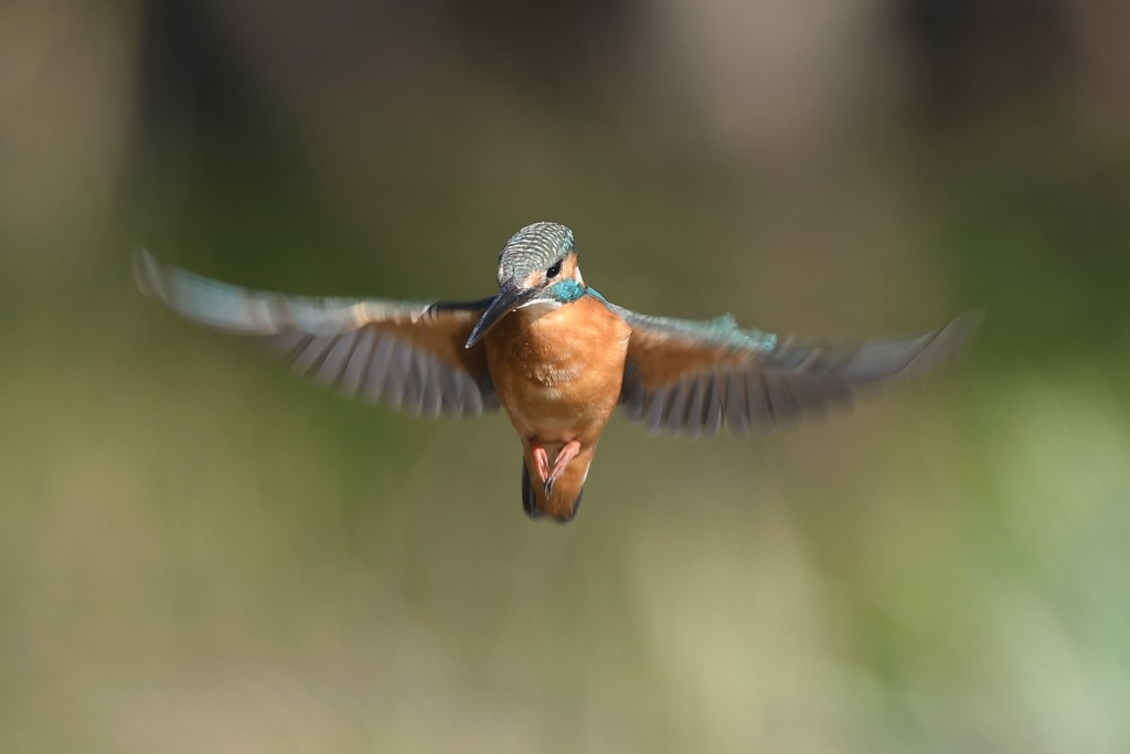 新年あけましてホバ２