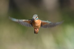 新年あけましてホバ２