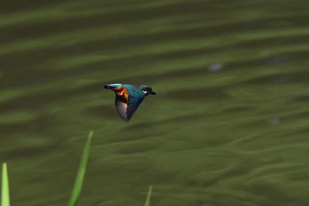 スカートみたい