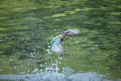 ちょっとアップ