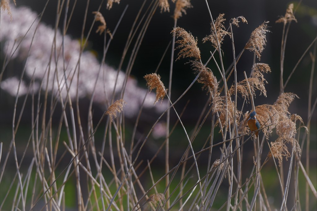 サクラカワチャン