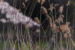 サクラカワチャン