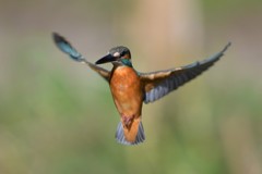 ホバ（パラパラ漫画風）４