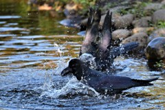 カラスの行水