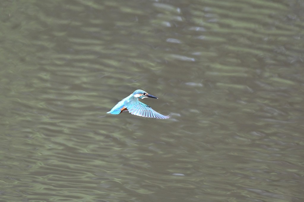 ホバしてくれた～