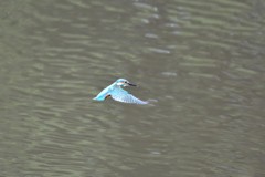 ホバしてくれた～