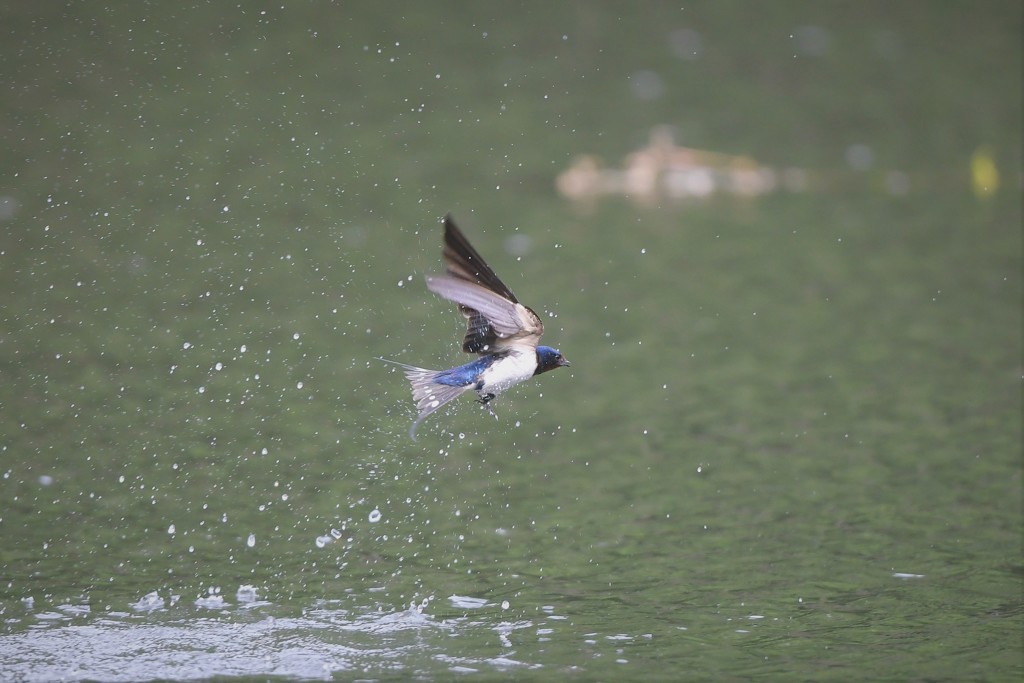 つばめさん水浴び