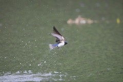 つばめさん水浴び