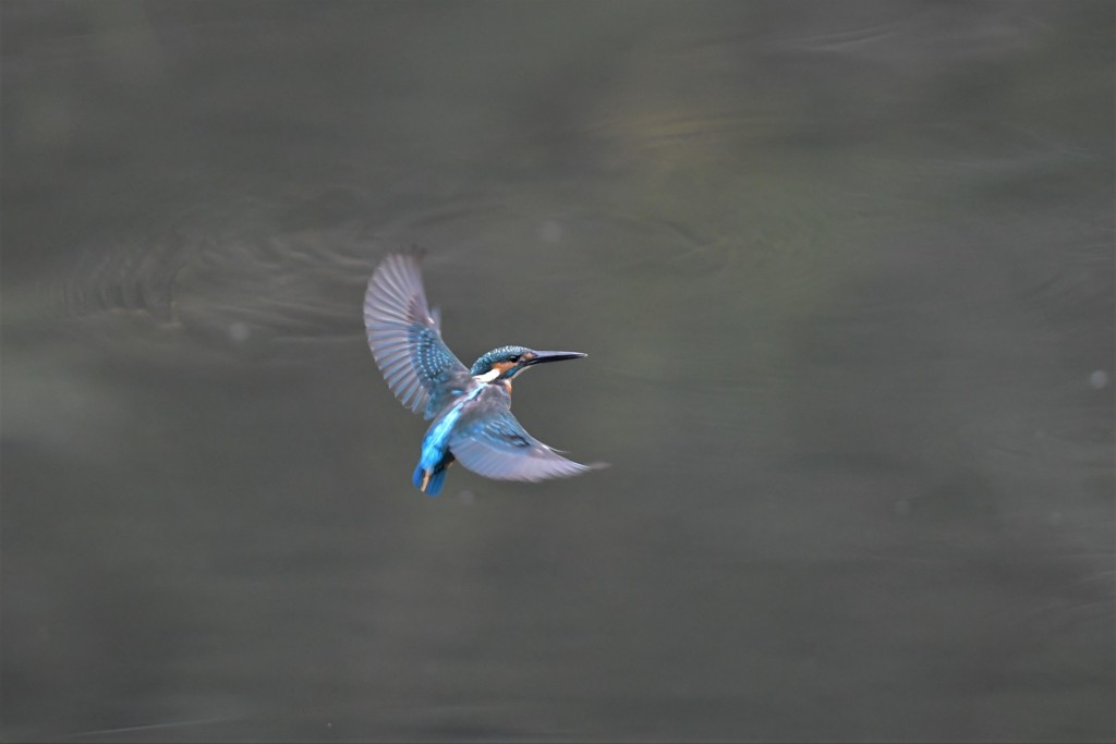 背面ホバからのリターン