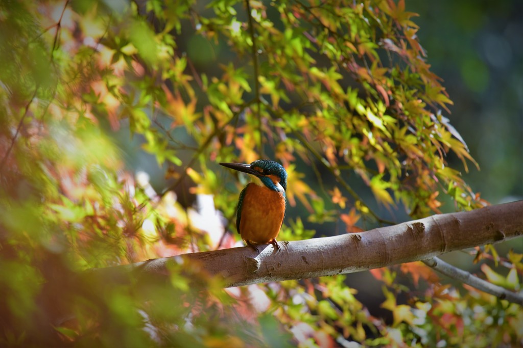 モミジのお布団