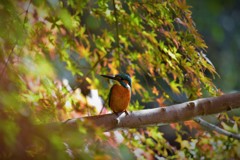 モミジのお布団