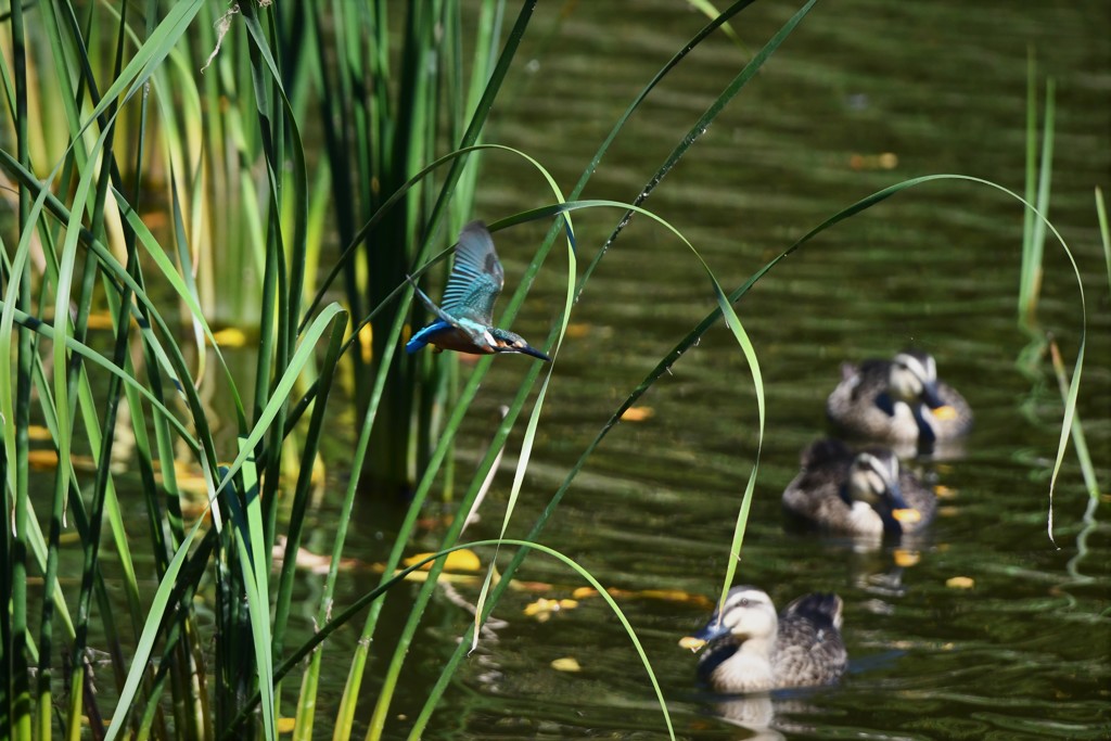 カモさん頭超え