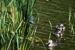 カモさん頭超え