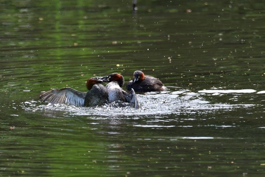 カイツブリの争い